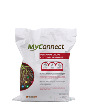 MyConnect Professional Medium Format